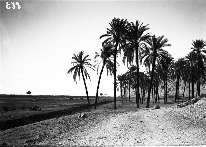Palm groves between Qau el-Kebir and Hammamiya. Schiaparelli excavations.