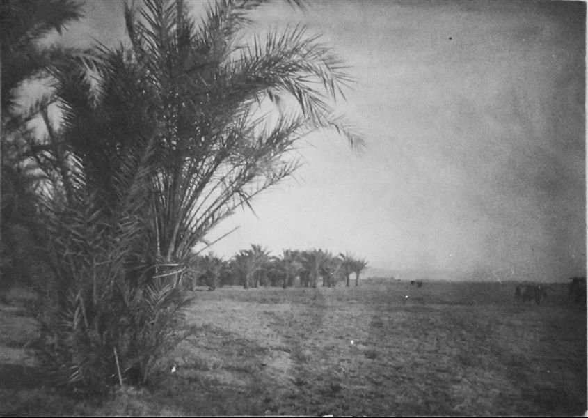 Scena di vita agricola. Archivio Angelo Sesana. 